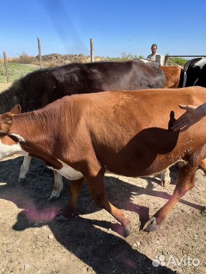 Продаются первотелки с телятами