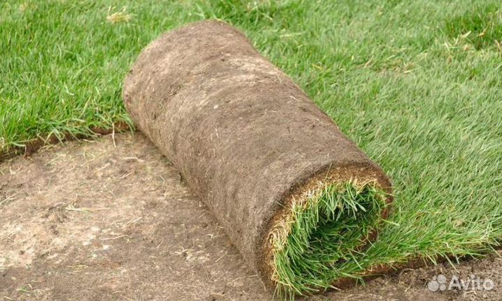 Рулонный газон