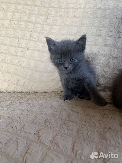 Отдам котят в добрые руки