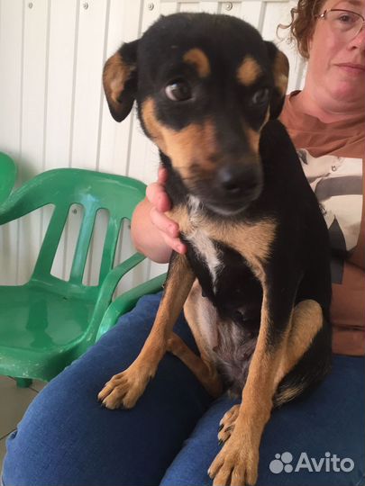 Отдам в добрые руки бесплатно