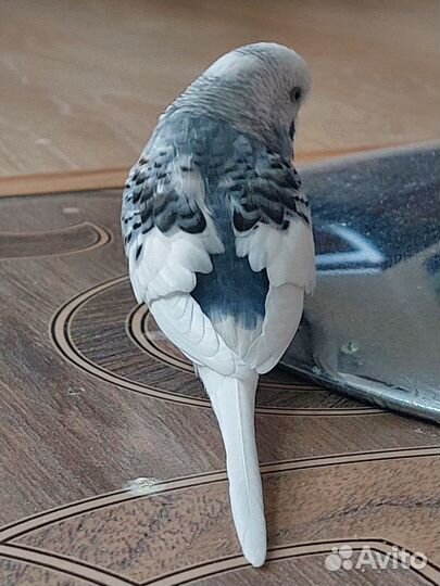 Волнистый попугай, мальчик