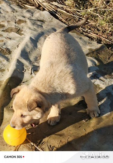 Щенки ищут заботливые ручки