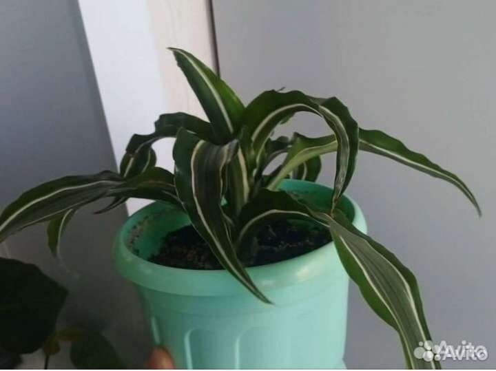 Бегония, кордилина, хлорофитум, толстянка