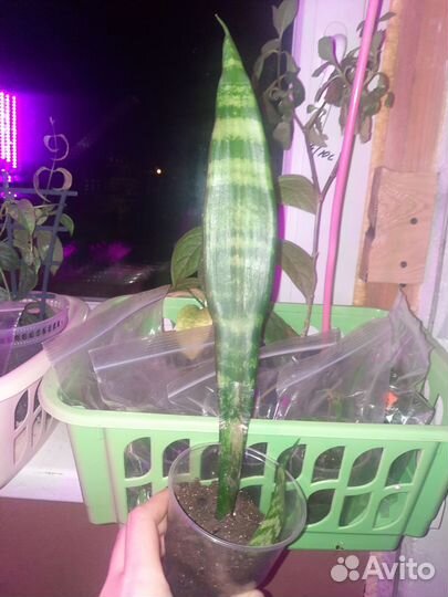 Комнатные цветы