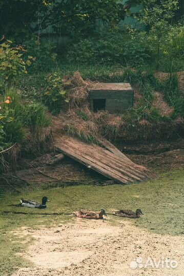 Подсадные утки