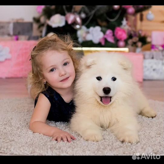 Фотосессия с собакой,аренда собаки