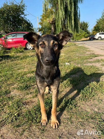 Собака в добрые руки