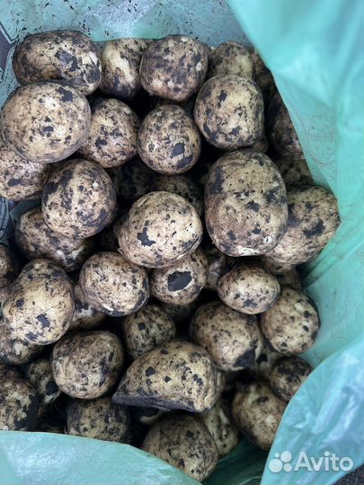 Картофель оптом