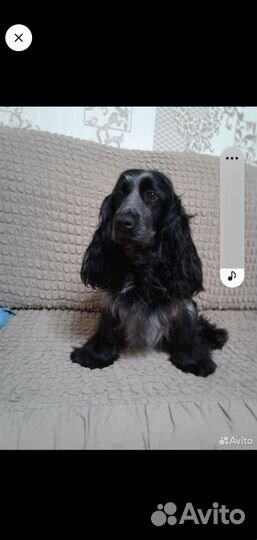 Англиский кокер спаниель