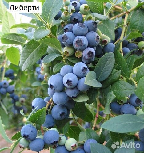 Саженцы голубики в ассортименте