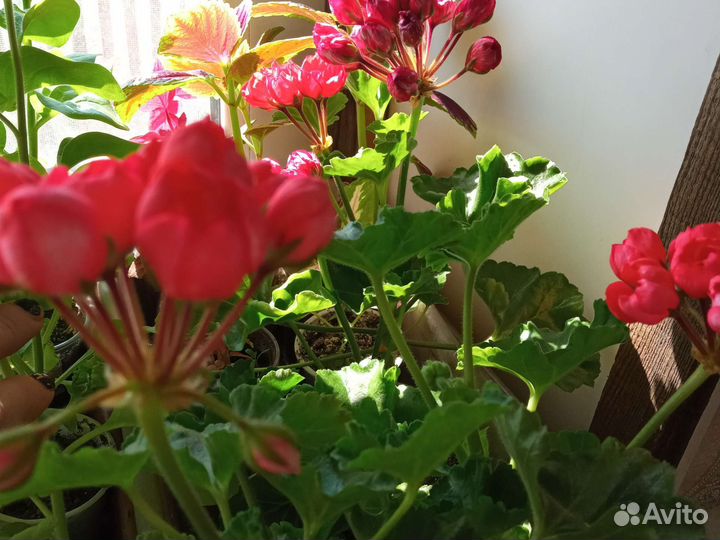 Герань пеларгония тюльпановидная