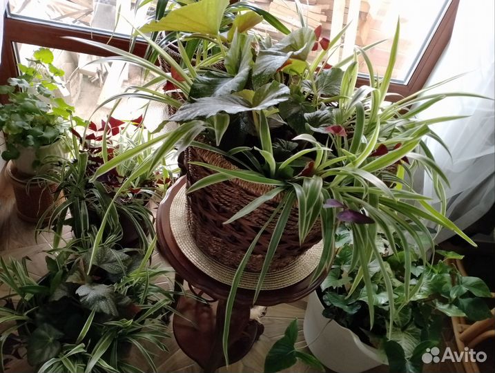 Оксалис, сингониум, традескпнция и др