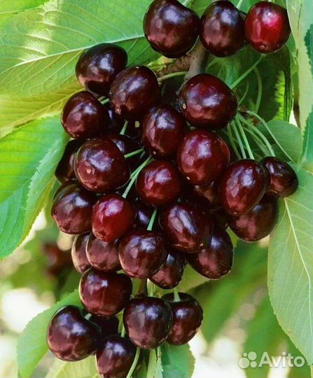Саженцы черешня вишня