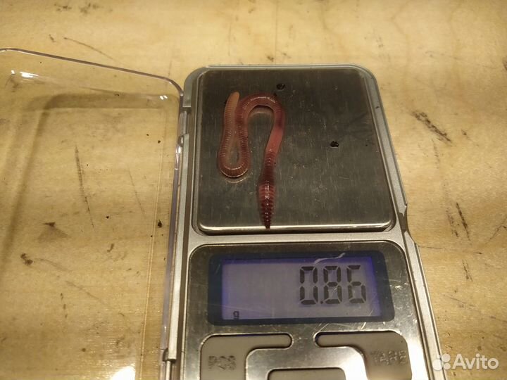 Червь для рыбалки Дендробена Венета