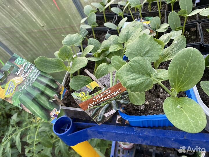 Рассада огурцов и кабачков