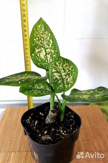 Диффенбахия