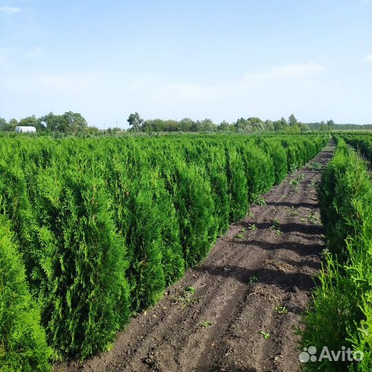 Туя Колумна. Напрямую из питомника