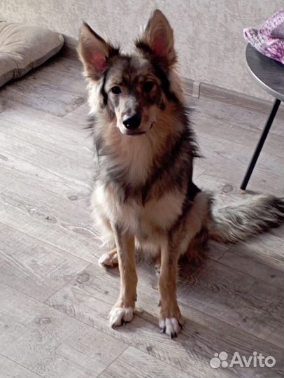 Собака в дар