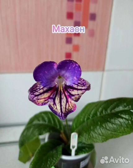 Взрослые Стрептокарпусы