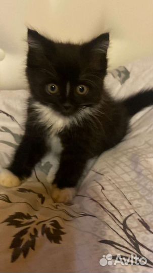 Котенок в дар 1,5 мес мальчик