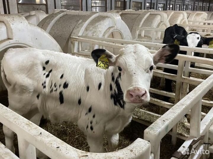 Телята бычки