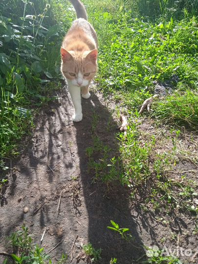 Кошечки в дар