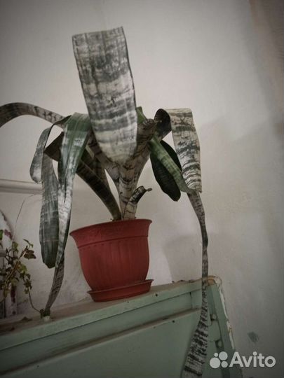 Домашние растения