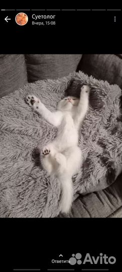 Шотландские вислоухие котята