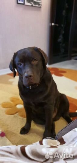 Шоколадный лабрадор