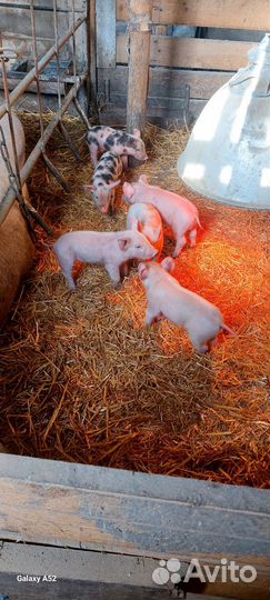 Поросята