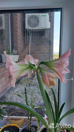 Гиппеаструм