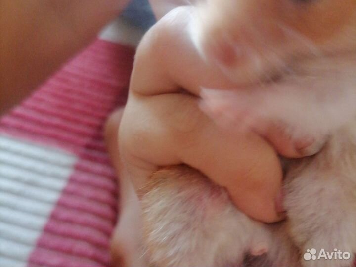 Продам хомячка с клеткой