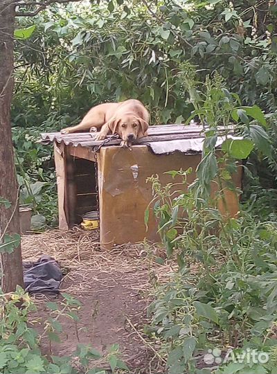 Собака в добрые руки отдам бесплатно