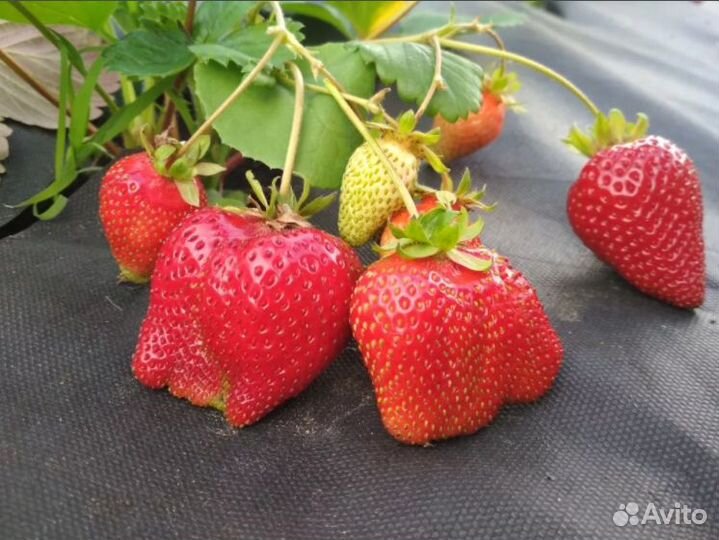 Кустики клубники Азия, Хоней, Купчиха и Малина Тиб