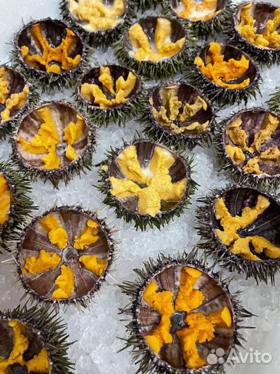 Морские ежи живые