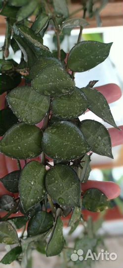 Хойя Obovata variegata