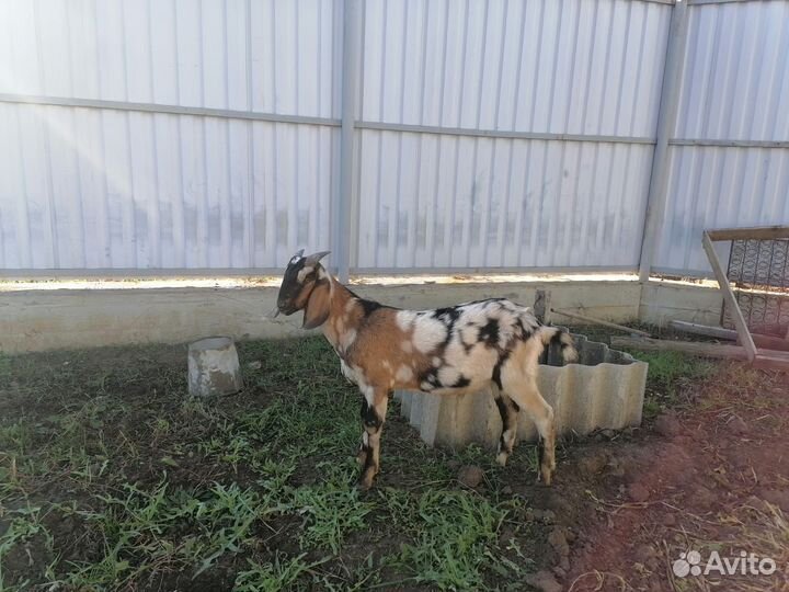 Нубийские козлики