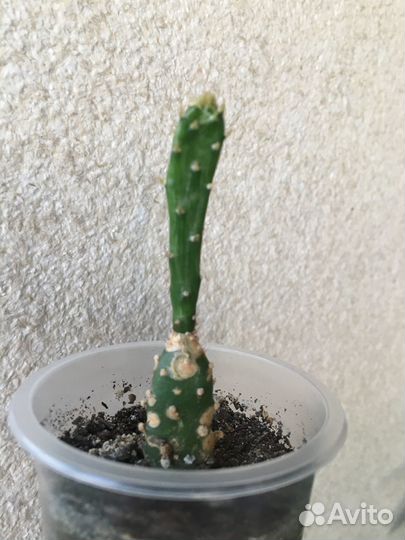 Кактусы и суккуленты