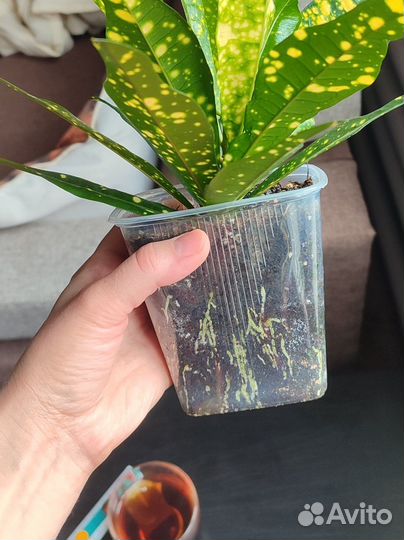 Кротон (кодиеум) Голд Сан