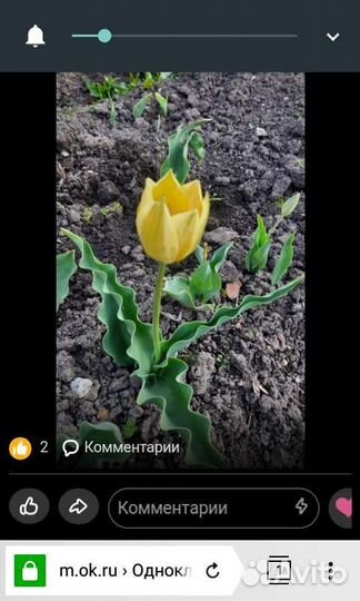 Луковицы тюльпанов, нарцысов ит.д