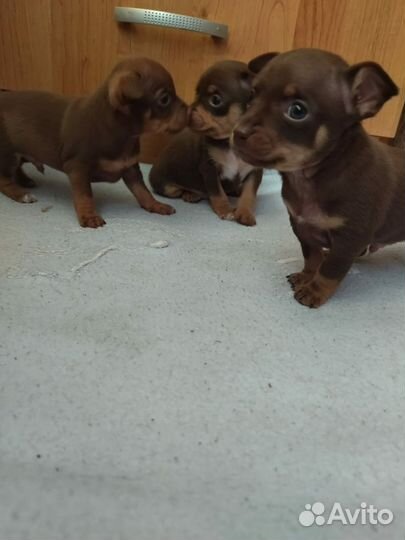 Мини той-терьер