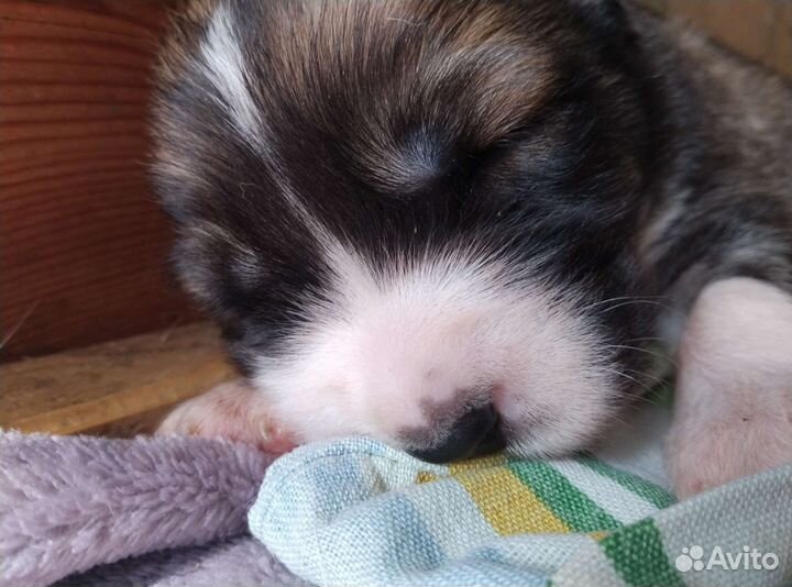 Щенки алабая