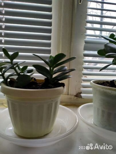 Денежное дерево