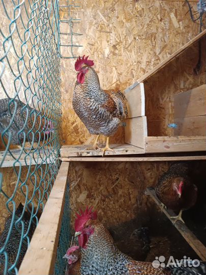 Яйцо Ч. медный маран, Билефельдер,куры,цып