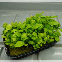 Салаты / Пряные травы