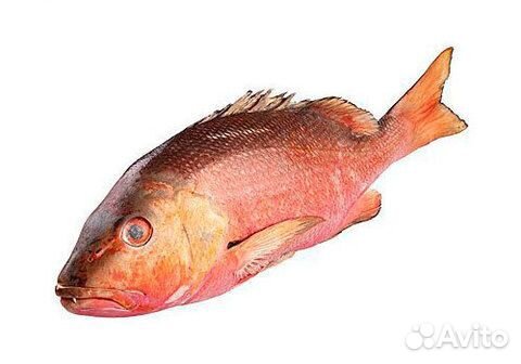 Рыба красный луциан RED snapper(lutianus malabaric