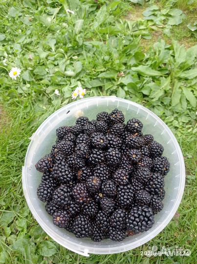 Черная малина ягоды