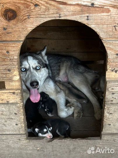 Хаски в добрые руки