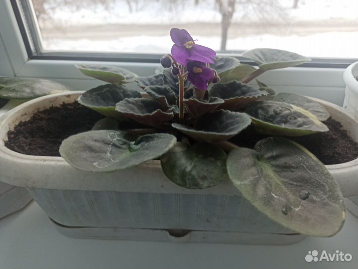 Фиалка, алое