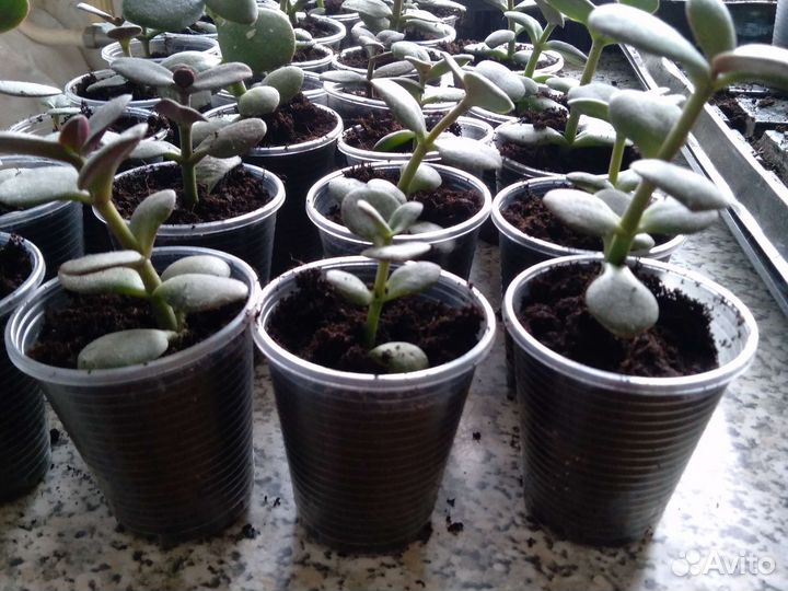 Толстянка / крассула / денежное дерево